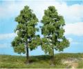 2 beech trees (plants)